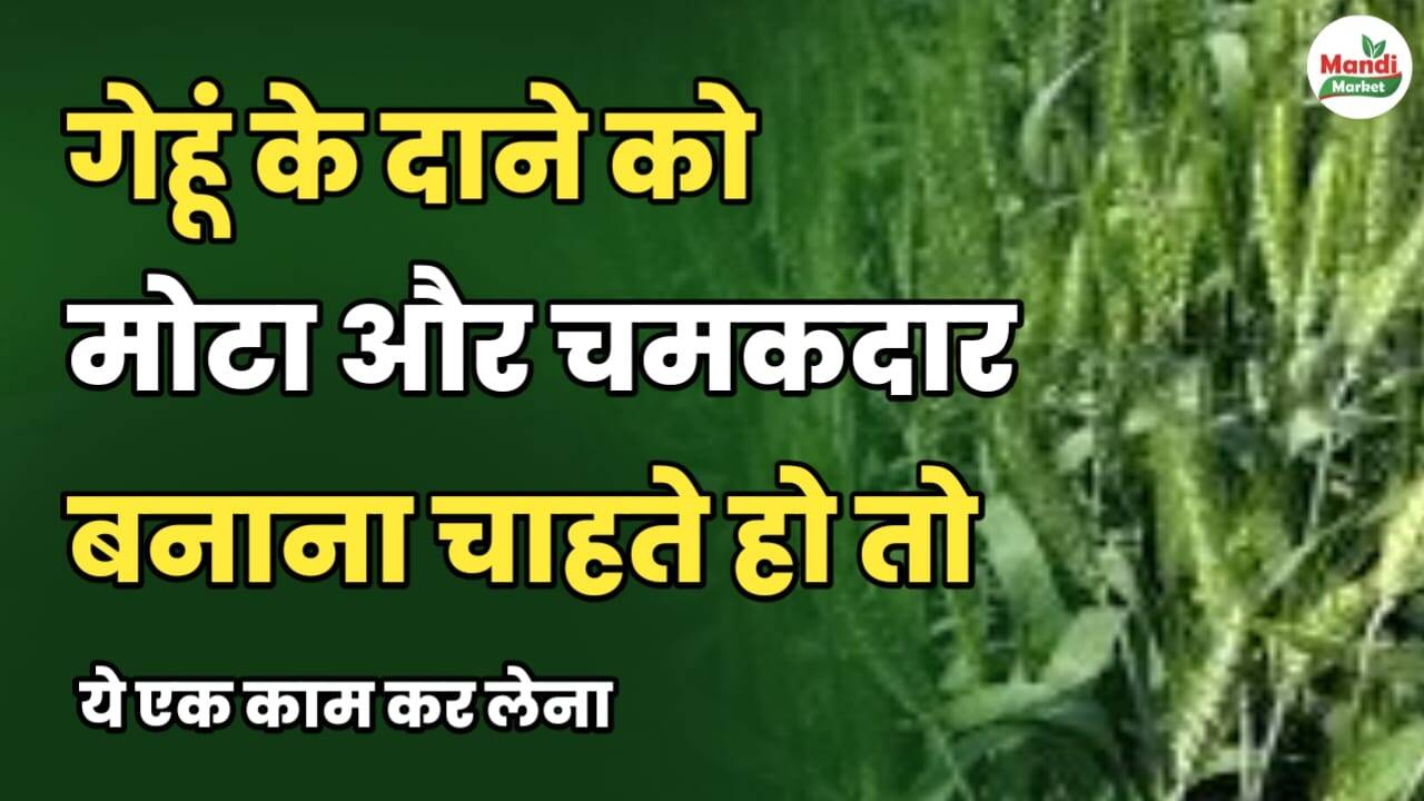 गेहूं के दाने को मोटा और चमकदार बनाना चाहते हो तो ये एक काम कर लेना
