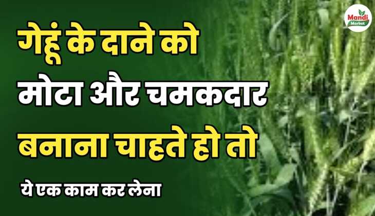 गेहूं के दाने को मोटा और चमकदार बनाना चाहते हो तो ये एक काम कर लेना