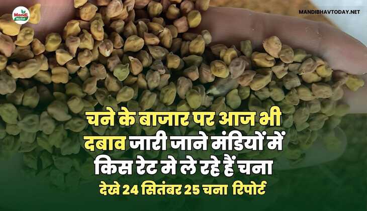 चने के बाजार पर आज भी दबाव जारी | जाने मंडियों में किस रेट मे ले रहे हैं चना