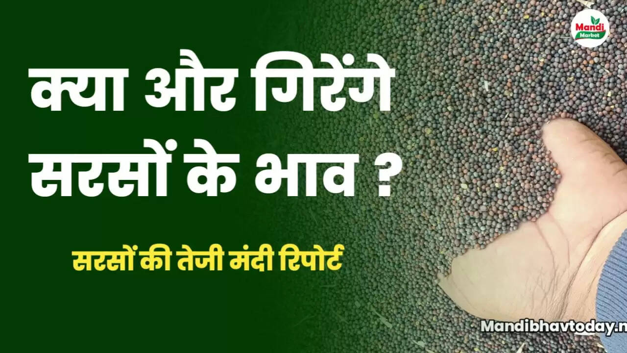 mustard teji mandi report
