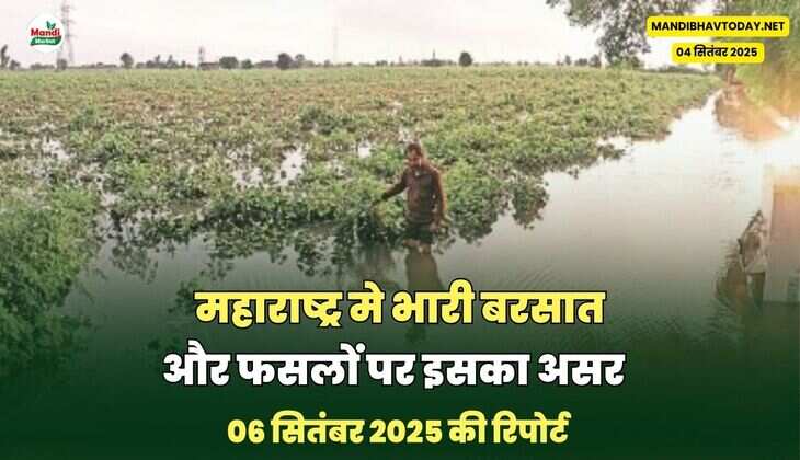 महाराष्ट्र मे भारी बरसात और फसलों पर इसका असर - रिपोर्ट