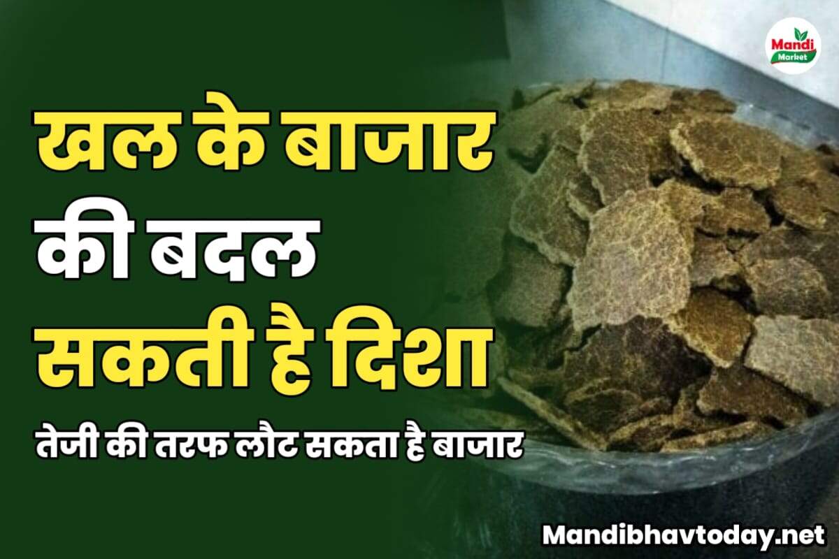 खल के बाजार की बदल सकती है दिशा | तेजी की तरफ लौट सकता है बाजार | जाने क्या है इसकी वज़ह