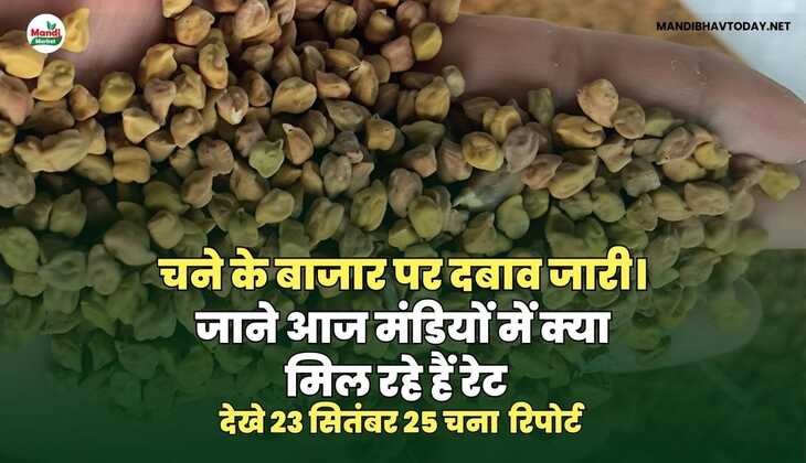 चने के बाजार पर दबाव जारी | जाने आज मंडियों में क्या मिल रहे हैं रेट