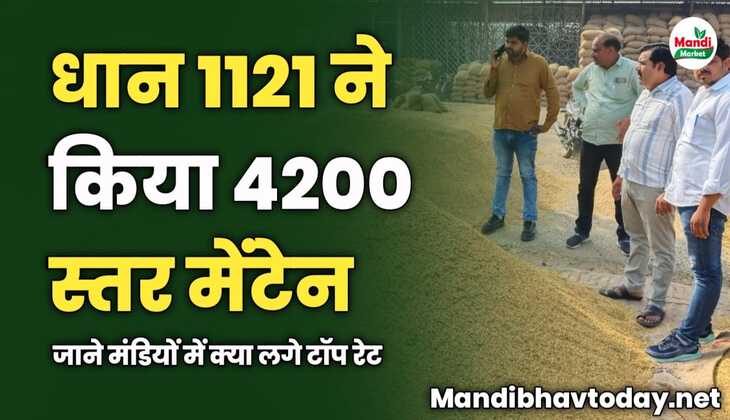 धान 1121 ने किया 4200 स्तर मेंटेन | जाने मंडियों में क्या लगे टॉप रेट