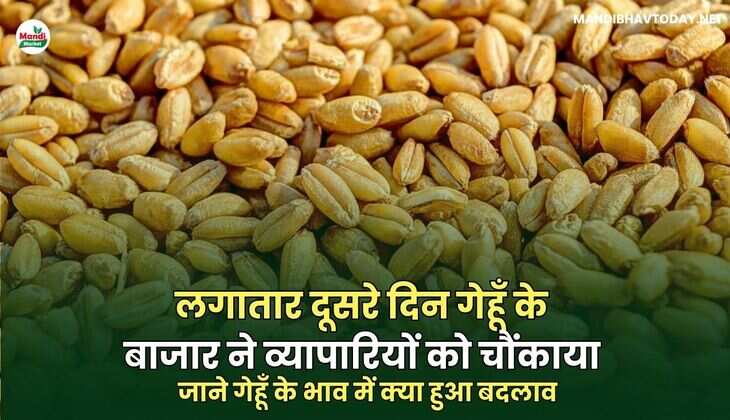  जाने गेहूँ के भाव में क्या हुआ बदलाव