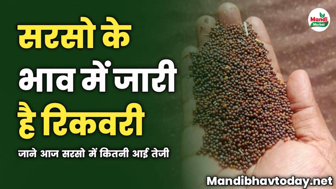 सरसो के भाव में जारी है रिकवरी | जाने आज सरसो में कितनी आई तेजी
