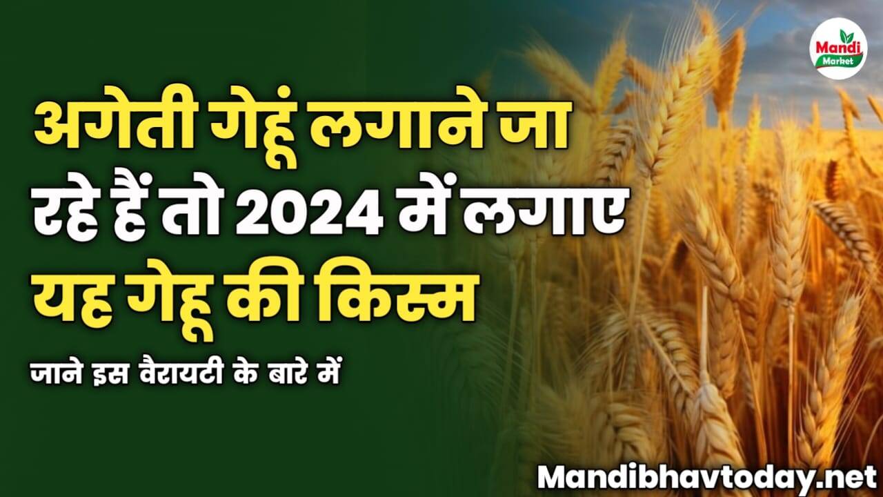 अगेती गेहूं लगाने जा रहे हैं तो 2024 में धमाल मचाने वाली किस्म इस वैरायटी के बारे में जान लेना चाहिए