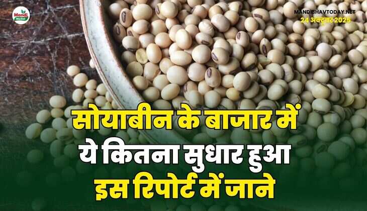 सोयाबीन के बाजार में ये कितना सुधार हुआ | इस रिपोर्ट में जाने