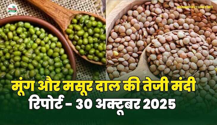 मूँग और मसूर दाल की तेजी मंदी रिपोर्ट - 30 अक्टूबर 2025 