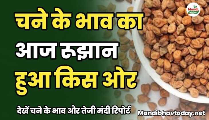चने के भाव का आज रूझान हुआ किस और देखें चने के भाव और तेजी मंदी रिपोर्ट chane ke taja mandi bhav 3 january 2025