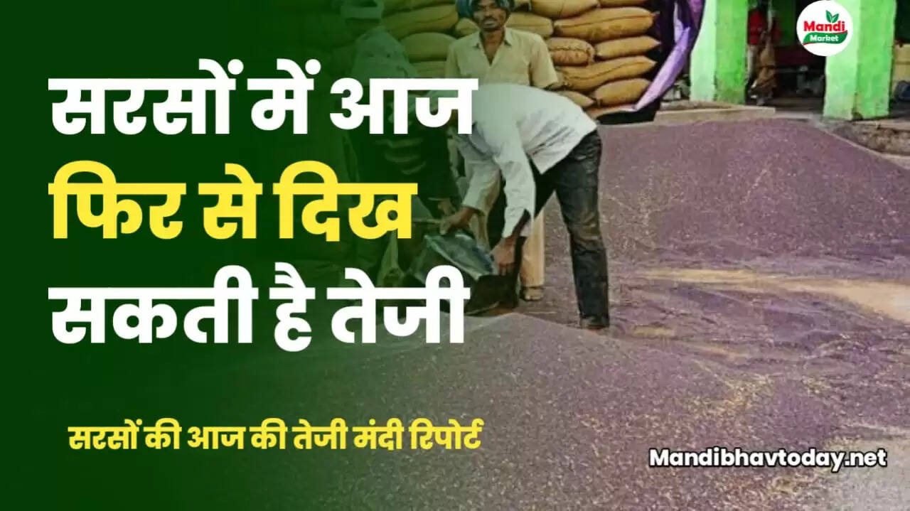 सरसों में बनेगी और तेजी | जाने क्या मिल रहे हैं संकेत
