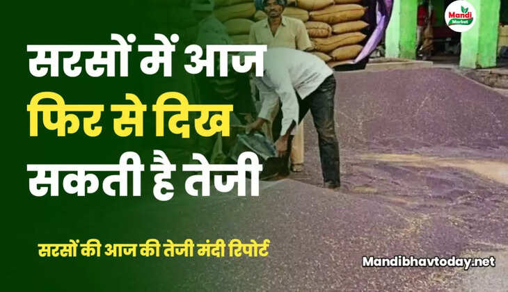 सरसों में बनेगी और तेजी | जाने क्या मिल रहे हैं संकेत