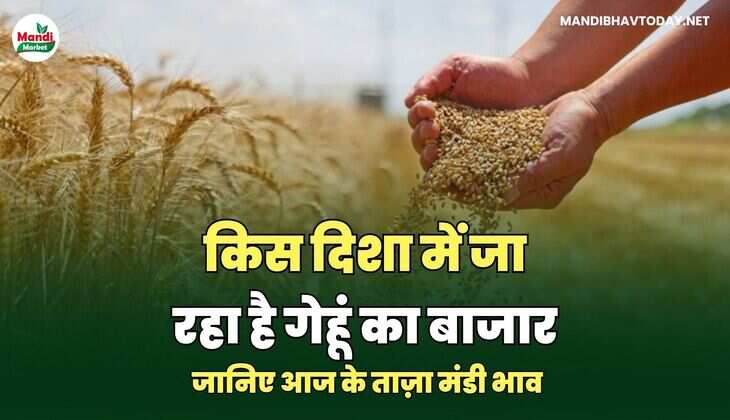 गेहू भाव 