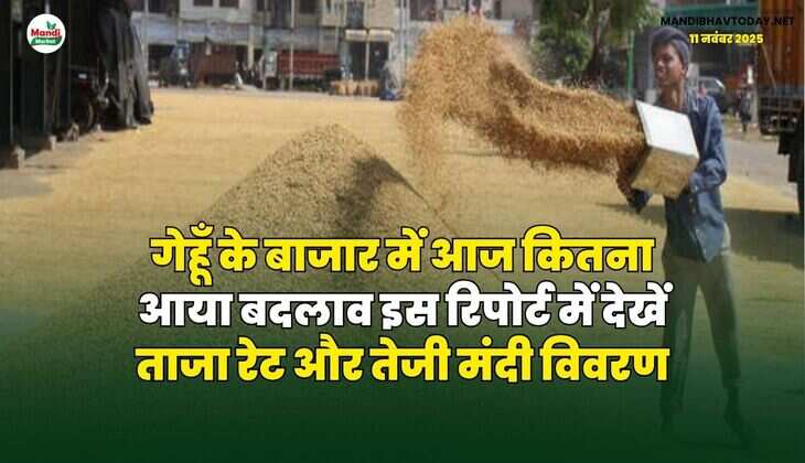 गेहूँ के बाजार में आज कितना आया बदलाव | इस रिपोर्ट में देखें ताजा रेट और तेजी मंदी विवरण