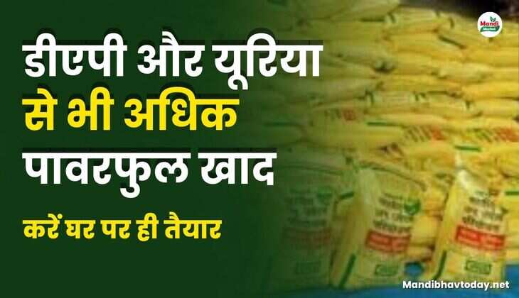 डीएपी और यूरिया से भी अधिक पावरफुल खाद, करें घर पर ही तैयार।