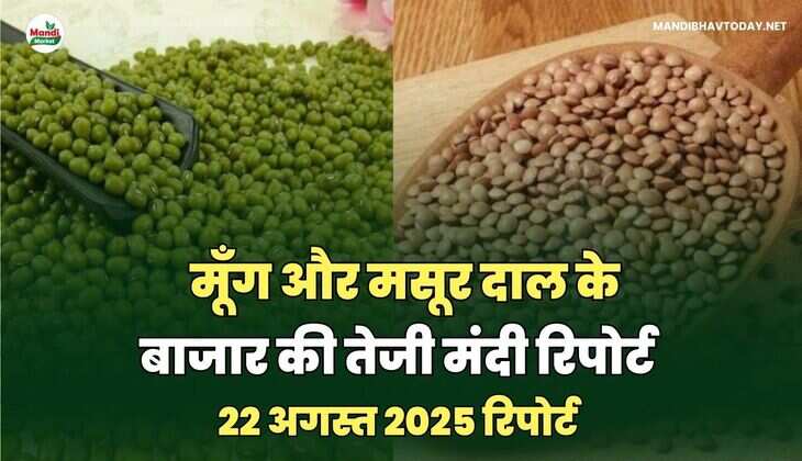 मूँग और मसूर दाल की तेजी मंदी रिपोर्ट -22 अगस्त 2025