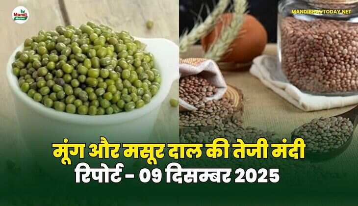 मूंग मसूर दाल की तेजी मंदी रिपोर्ट - 09 दिसम्बर 2025