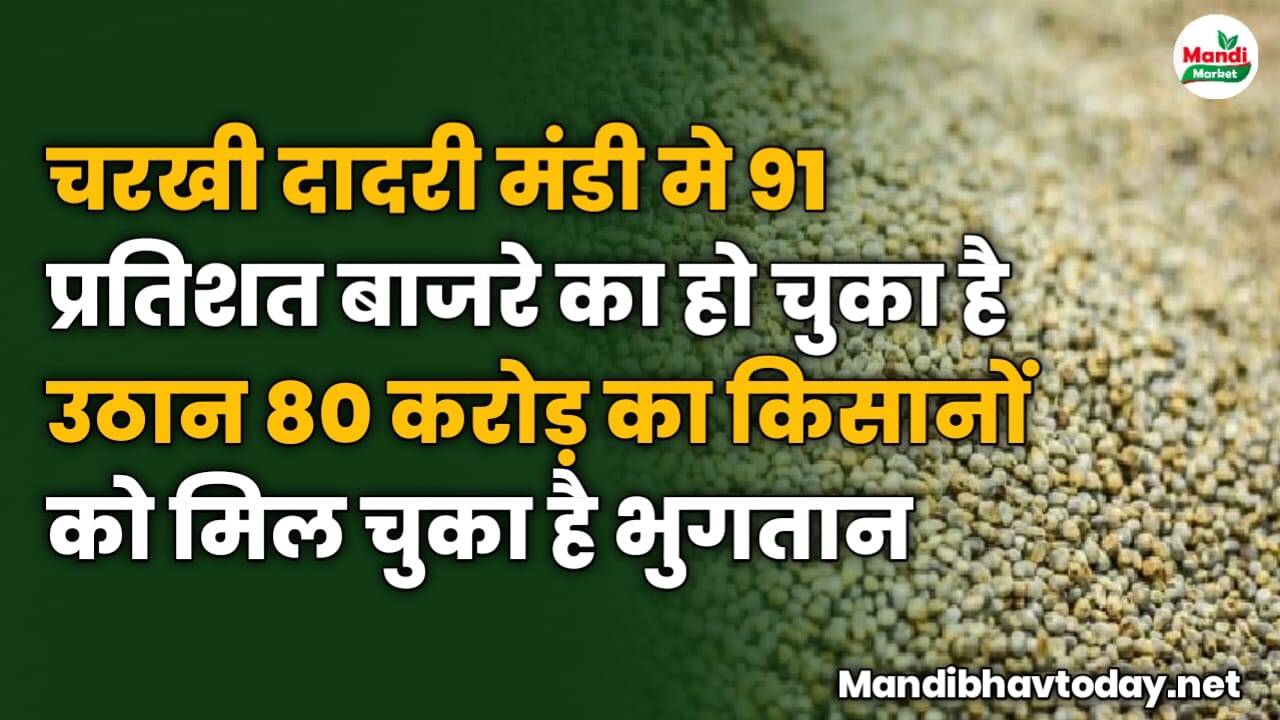 चरखी दादरी मंडी मे 91 प्रतिशत बाजरे का हो चुका है उठान, 80 करोड़ का किसानों को मिल चुका है भुगतान