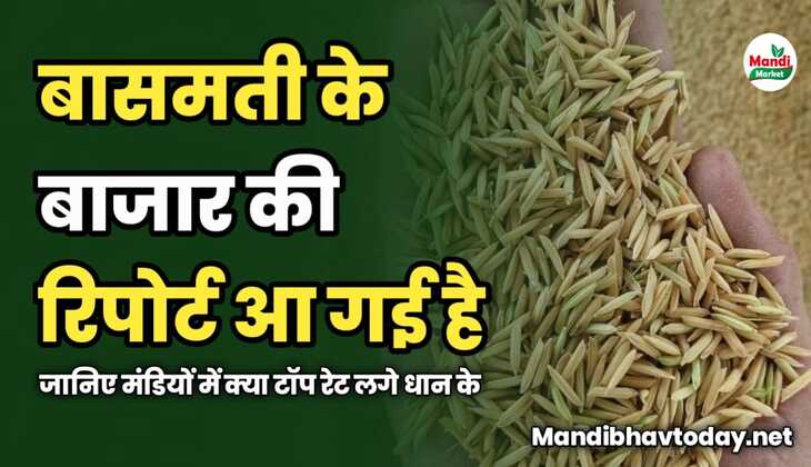 बासमती के बाजार की रिपोर्ट आ गई है | जानिए मंडियों में क्या टॉप रेट लगे धान के