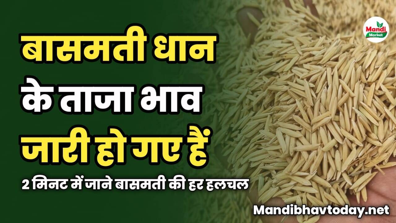 बासमती धान के ताजा भाव जारी हो गए हैं | 2 मिनट में जाने बासमती की हर हलचल