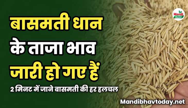 बासमती धान के ताजा भाव जारी हो गए हैं | 2 मिनट में जाने बासमती की हर हलचल
