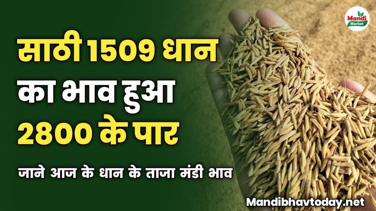 साठी 1509 धान का भाव हुआ 2800 के पार | जाने आज के धान के ताजा मंडी भाव