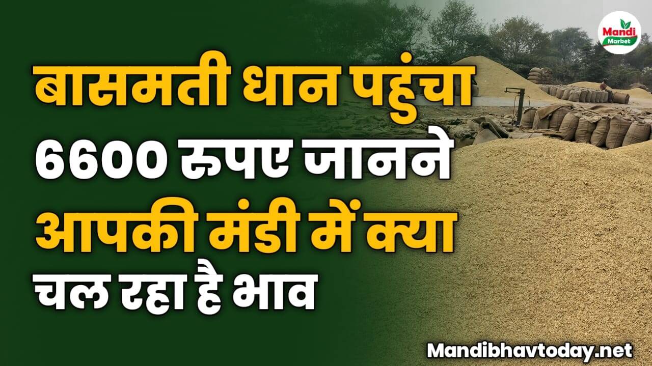 बासमती धान पहुंचा 6600 रुपए जानने आपकी मंडी में क्या चल रहा है भाव