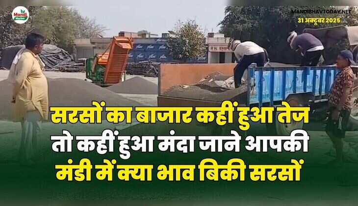 सरसों का बाजार कहीं हुआ तेज तो कहीं हुआ मंदा | जाने आपकी मंडी में क्या भाव बिकी सरसों