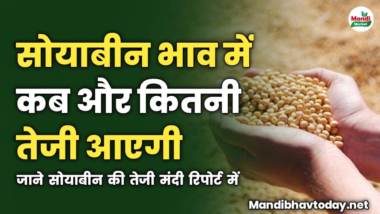 सोयाबीन के भाव में कब और कितनी तेजी आएगी | जाने सोयाबीन की तेजी मंदी रिपोर्ट में