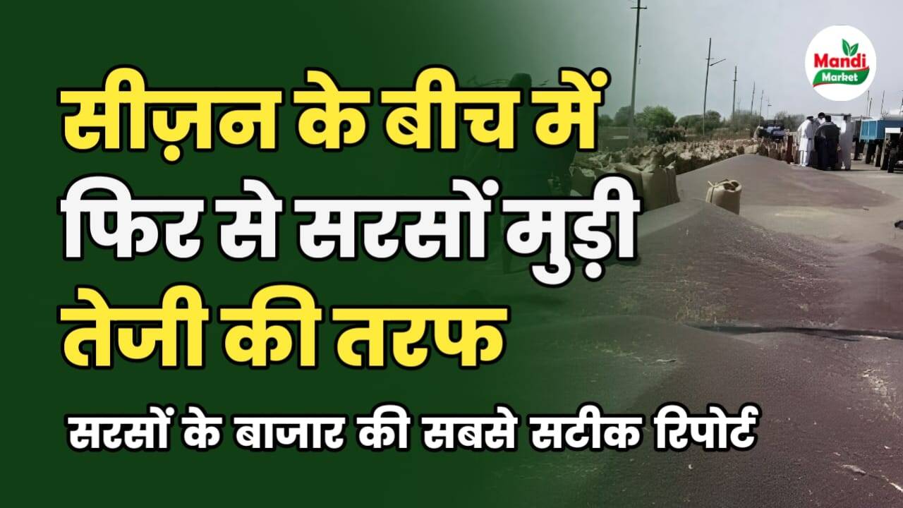 सीजन के बीच में फिर से तेजी की तरफ मुड़ा सरसों का बाजार | जाने किस मंडी में सबसे तेज हुआ रेट