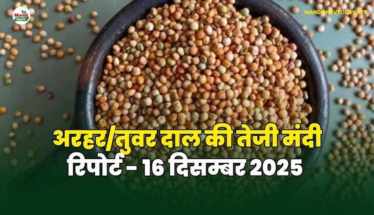 अरहर /तुवर  दाल की तेजी मंदी रिपोर्ट  - 16 दिसम्बर 2025