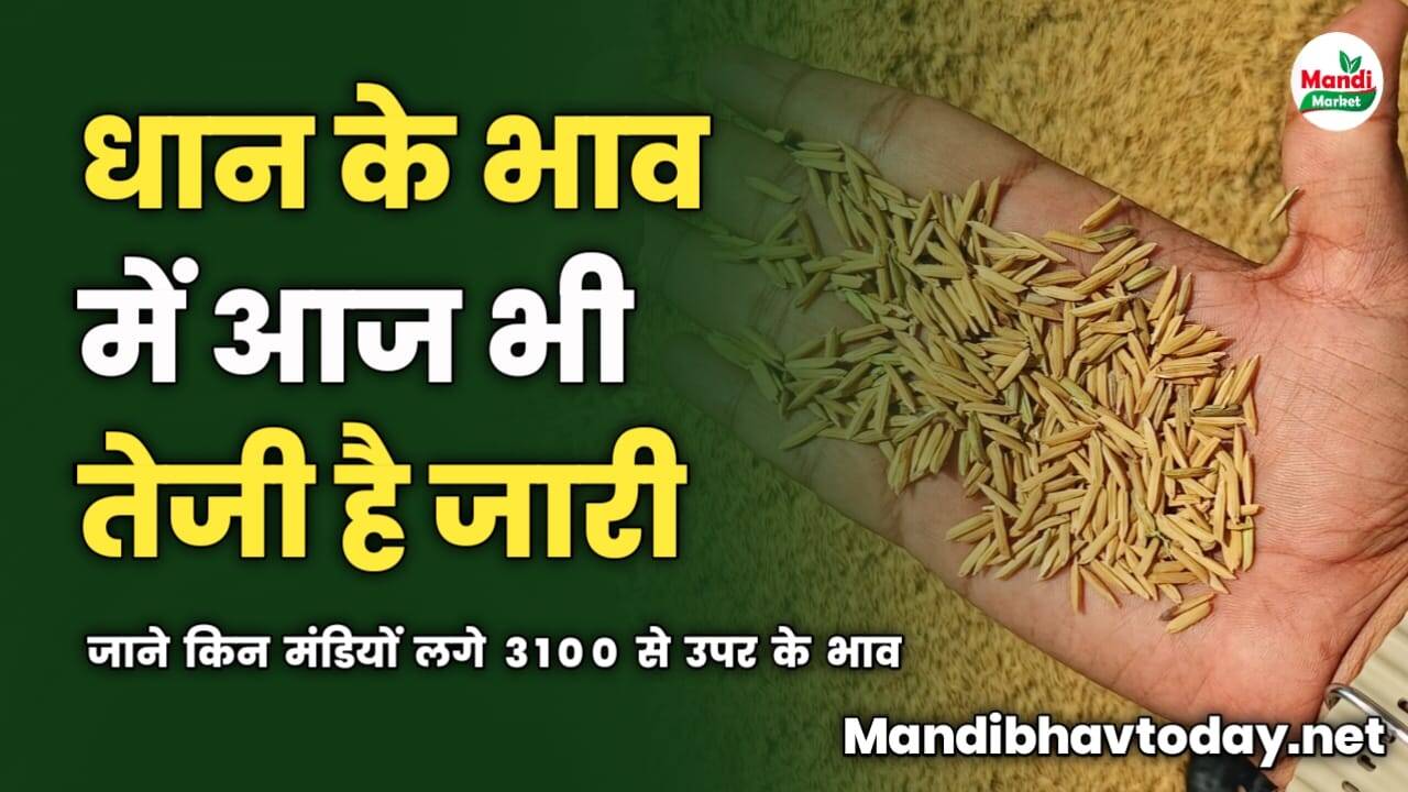 धान में आज भी तेजी जारी | जाने किन मंडियों लगे 3100 से उपर के भाव