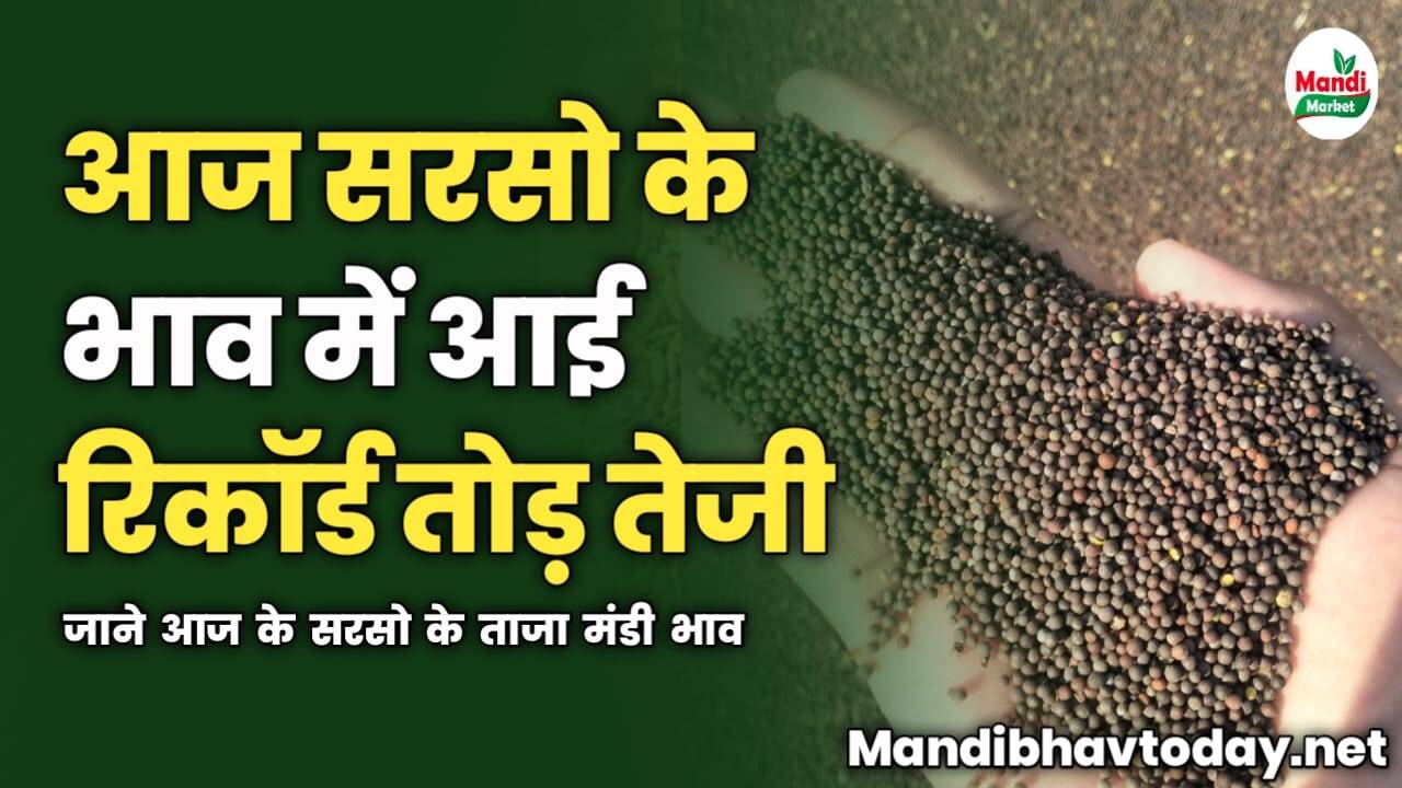 सरसो के भाव में आई रिकॉर्ड तोड़ तेजी | जाने आज के सरसो के ताजा मंडी भाव