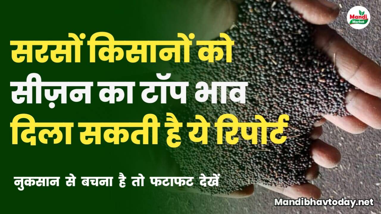 सरसों का भाव आज का jaipur, सरसों का भाव राजस्थान, सरसों का भाव,  sarso ka bhav today