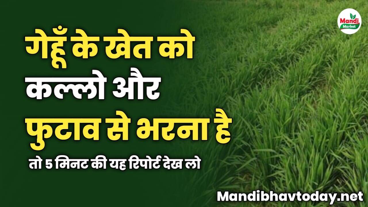 गेहूँ के खेत को कल्लो और फुटाव से भरना है | तो 5 मिनट की यह रिपोर्ट देख लो