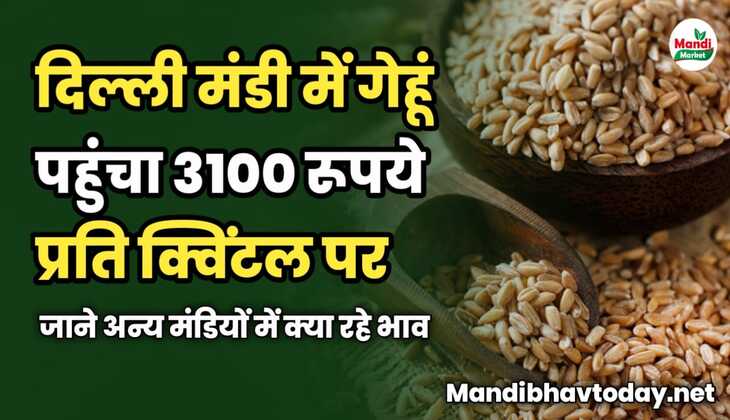 दिल्ली मंडी में गेहूं पहुंचा 3100 रूपये प्रति क्विंटल पर | जाने अन्य मंडियों में क्या रहे भाव 