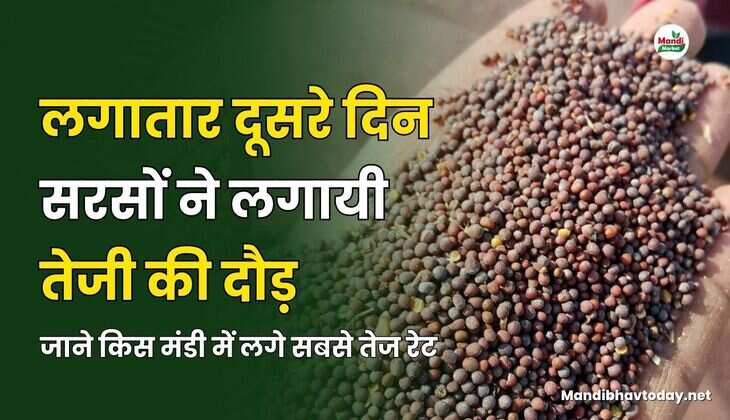 लगातार दूसरे दिन सरसों ने लगायी तेजी की दौड़ | जाने किस मंडी में लगे सबसे तेज रेट