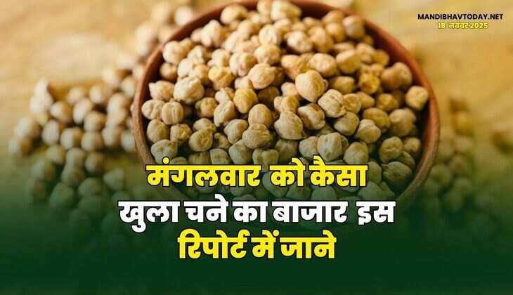 मंगलवार को कैसा खुला चने का बाजार | इस रिपोर्ट में जाने