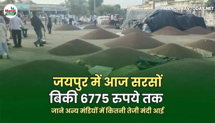 सरसों RATE