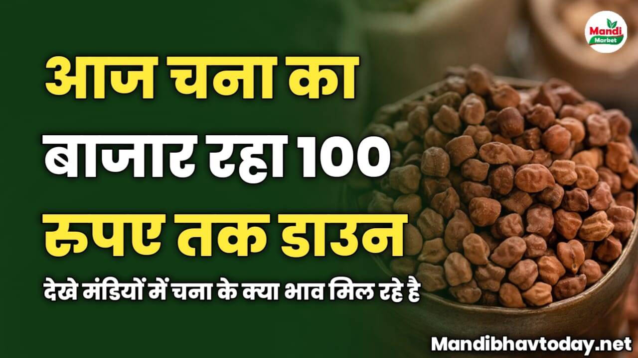 आज चना का बाजार रहा 100 रुपए तक डाउन | देखे मंडियों में चना के क्या भाव मिल रहे है
