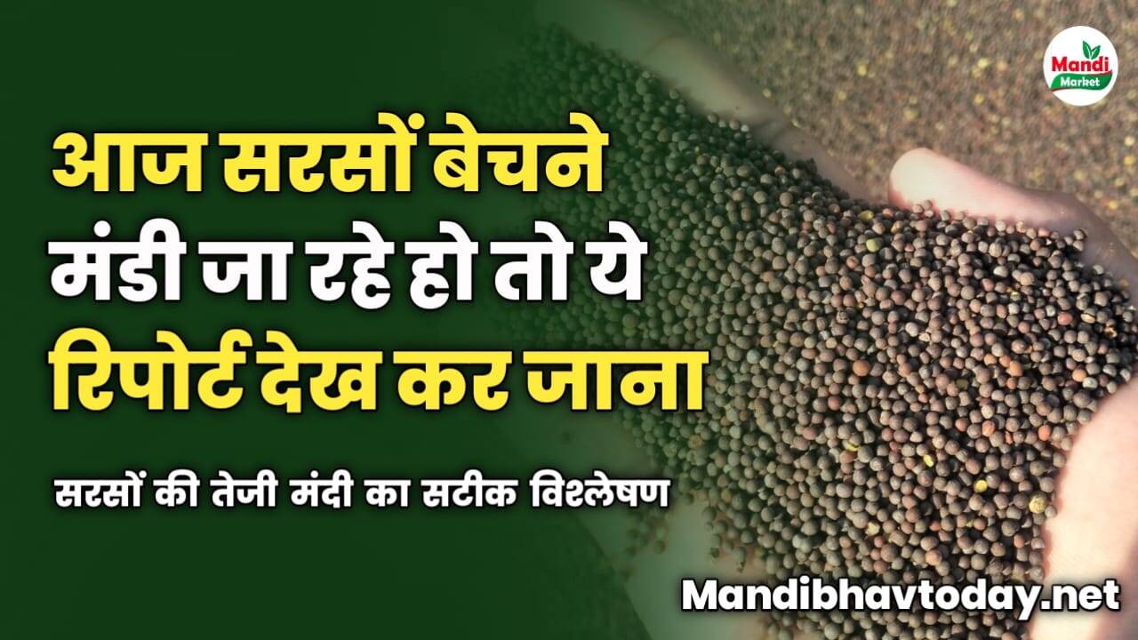 आज सरसों बेचने मंडी जा रहे हो तो ये रिपोर्ट देख कर जाना | सरसों की तेजी मंदी का सटीक विश्लेषण