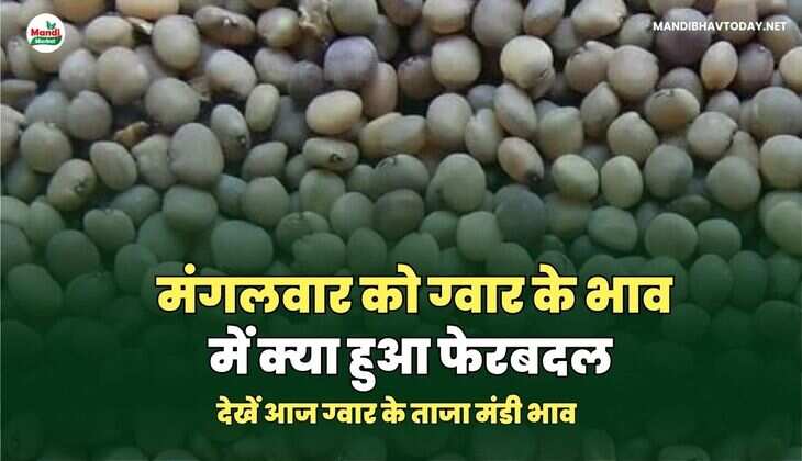 मंगलवार को ग्वार के भाव में क्या हुआ फेरबदल | देखें आज ग्वार के ताजा मंडी भाव तेजी मंदी के साथ