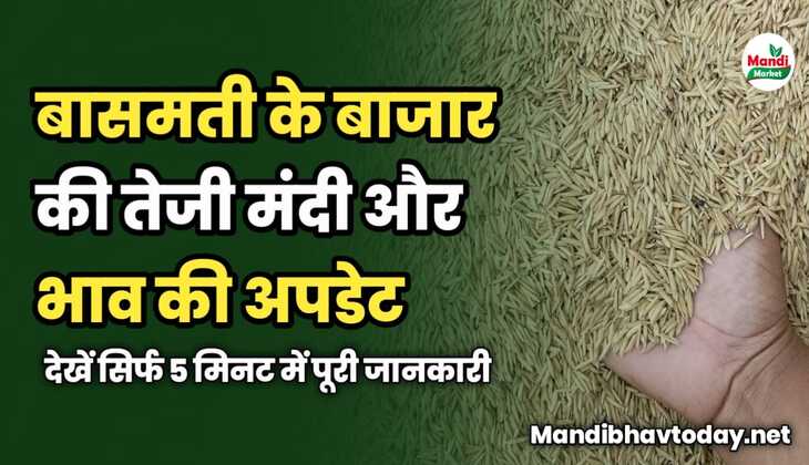 बासमती के बाजार की तेजी मंदी और भाव की अपडेट | देखें सिर्फ 5 मिनट में