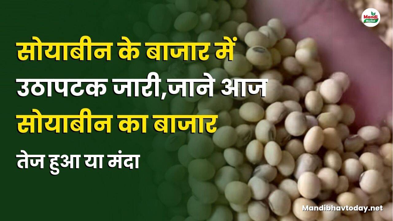 सोयाबीन