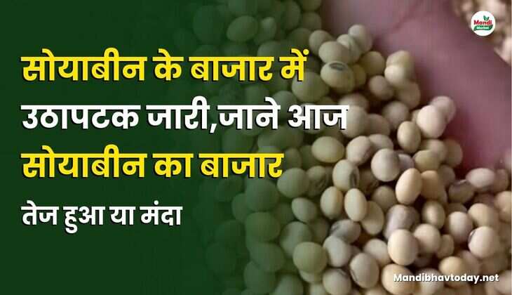 सोयाबीन 