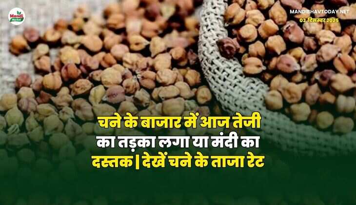 चने के बाजार में आज तेजी का तड़का लगा या मंदी का दस्तक | देखें चने के ताजा रेट