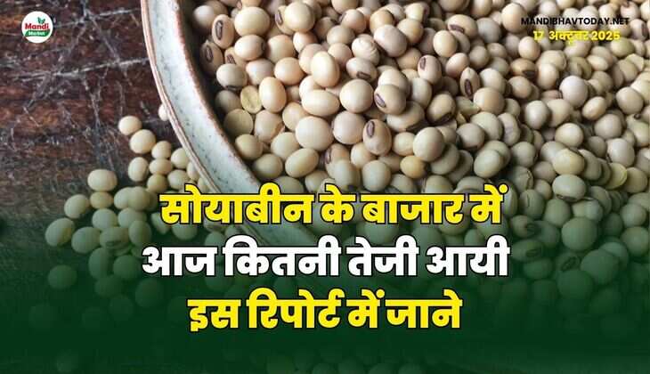 सोयाबीन के बाजार में आज कितनी तेजी आयी | इस रिपोर्ट में जाने