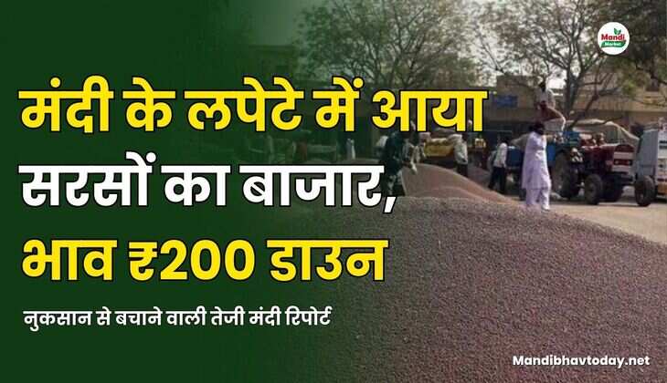 मंदी के लपेटे में आया सरसों का बाजार | भाव ₹200 डाउन | नुकसान से बचाने वाली तेजी मंदी रिपोर्ट