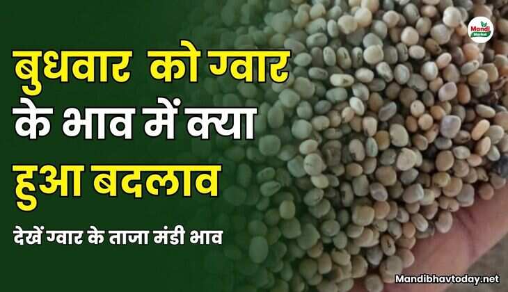 बुधवार को ग्वार के भाव में क्या हुआ बदलाव | देखें ग्वार के ताजा मंडी भाव 09 अप्रैल 25