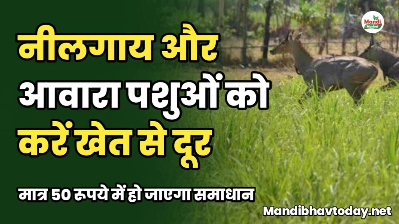 नीलगाय और आवारा पशुओं को करें खेत से दूर, मात्र 50 रूपये में हो जाएगा समाधान